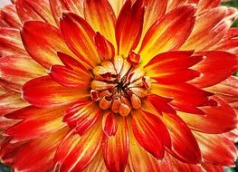 closeup of an orange summer flower