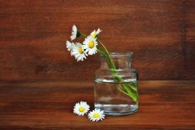 Daisy Flowers in bank