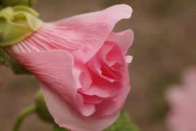 pink Mallow flower