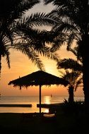 silhouettes of palm trees on the beach at sunrise