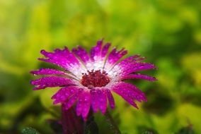 wet purple marguerite