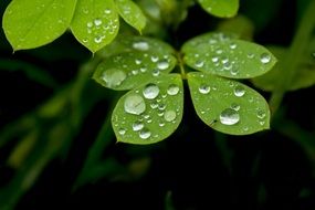 green Leaves with Water Drops, Macro