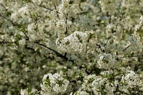 lush cherry blossom, background