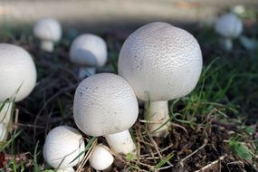 incredibly delicious White Fungus