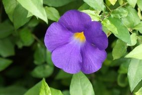 Close-up of the beautiful violet and yellow buttercup flower with green leavess