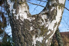 birch bark