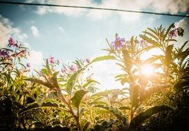 lush wild flowers