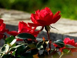 Flower Red Spring Blossom