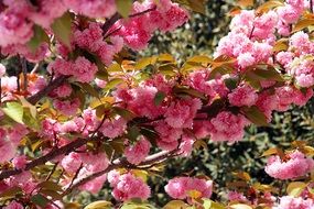 Bright Japanese Cherry Flowers Spring