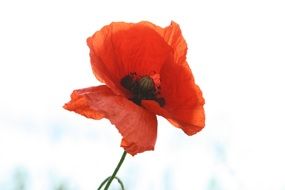 red poppy on white background