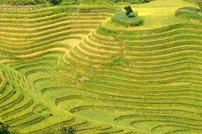 rice plantation aerial view