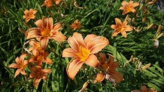 orange long lilies on a flowerbed in the garden
