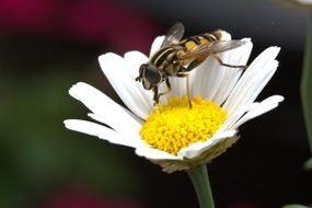 wasp on a white daisy in a meadow