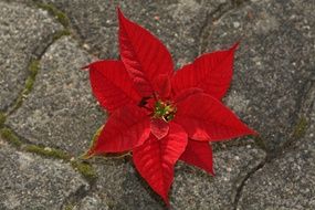 red Christmas star poinsettia