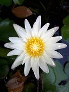 white lotus in the waters of a lake