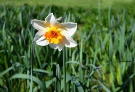 lonely white daffodil on a green field