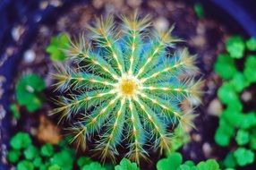green cactus in a pot close up