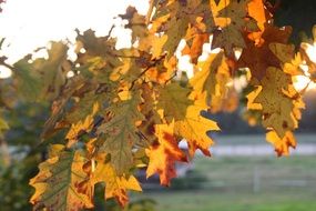 Yellow dead leaves on tree at autumn