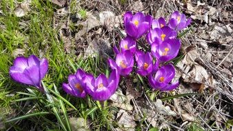 Purple crocus flower spring nature