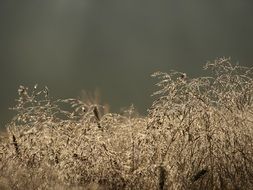 Wavy Hair-Grass Plant closeup