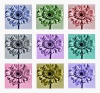 collage of colorful gerberas