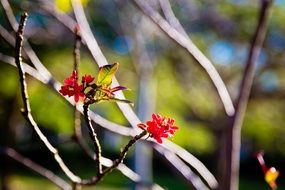 branch with red small flowers in the sun close up