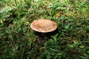deliciosus mushroom in the grass