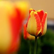 spring beauty flower