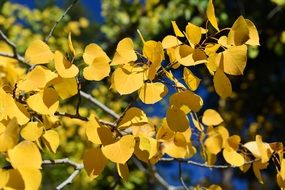 yellow foliage of aspen in the sunlight