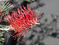 Bottle-Brush Flora