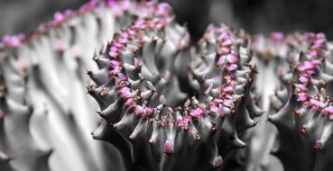 Macro photo of cactus