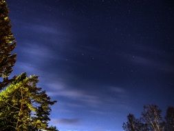 tree tops at night sky
