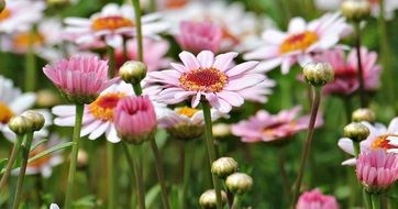 closeup photo of pink and white marguerites in a garden