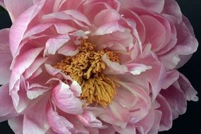 Tender Pink Peony Blossom