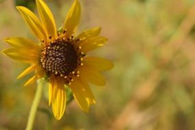 Yellow Sunflower in nature