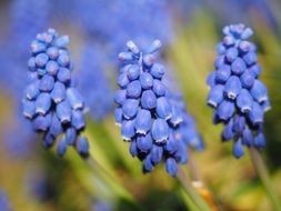 three blossoms of common grape hyacinth