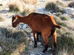 brown goat on the rocky coast of corsica