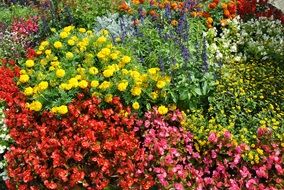colorful flower bed