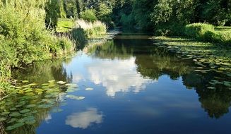 water lilies and marsh plants in the pond