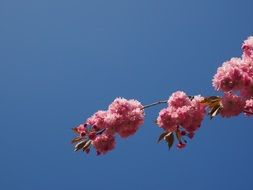 flowering of east asian cherry