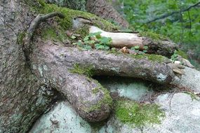 closeup view of tree near a stone in the forest