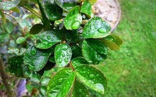 Picture of water drops on a Roses leaves close-up on blurred background