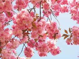 east asian cherry blossoms