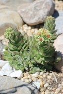 Succulent Plants among stones