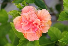 filled hibiskusblüte