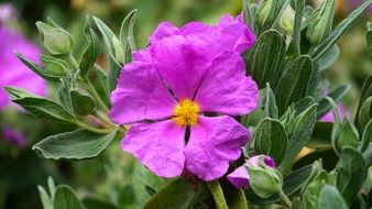 garden plant with bright purple flowers
