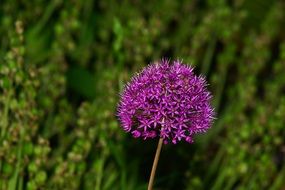 filigreed purple garden flower