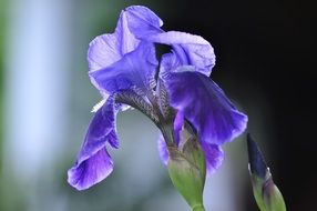 blue iris in bright light closeup