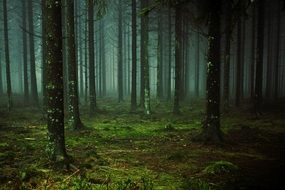 Fog in forest