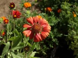Gailardia Bristlecone or gaillardia aristata